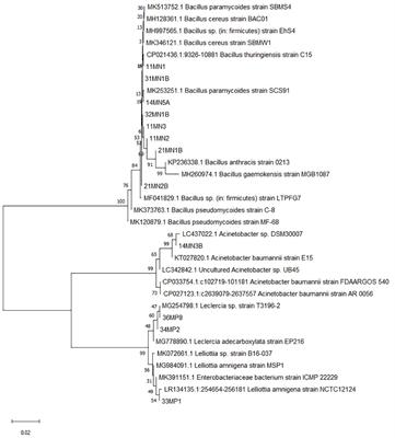 Enhancing maize drought and heat tolerance: single vs combined plant growth promoting rhizobacterial inoculation